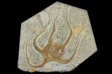 Bargain, Ordovician Brittle Star (Ophiura) - Morocco #140786-1